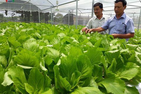Trồng rau thủy canh trong nhà lưới