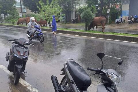 Thông báo về việc Nghiêm cấm thả rông trâu, bò không có người chăn giữ trên địa bàn phường Điện Thắng Trung